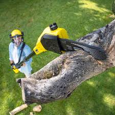 Best Hazardous Tree Removal  in Combes, TX